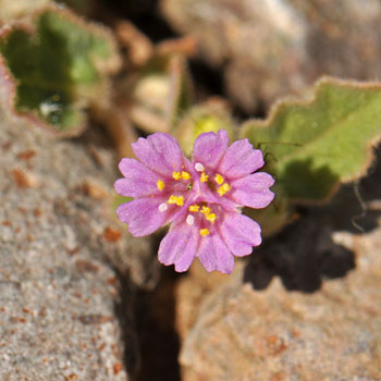 "Flowers" actually 3 perianths. Allionia choisyi, Annual Windmills